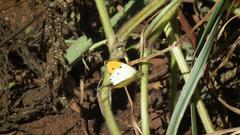 Colotis auxo