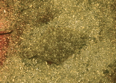 Lepidopsetta