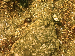 Lepidopsetta
