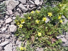 Ranunculus peduncularis