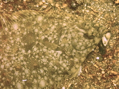 Lepidopsetta