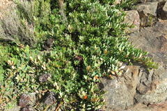Protea venusta