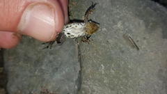 Cacosternum boettgeri