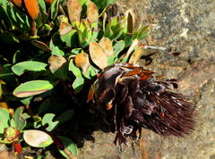 Protea venusta