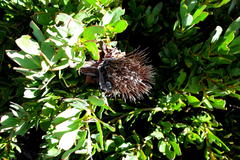 Protea venusta