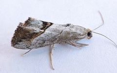 Evergestis obliqualis