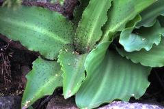 Eucomis