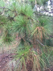 Pinus palustris image