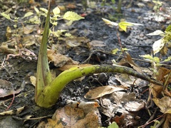 Symplocarpus foetidus