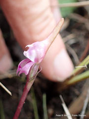 Disperis woodii