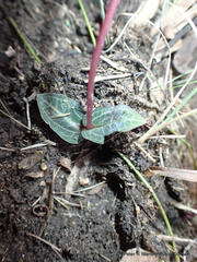 Disperis woodii