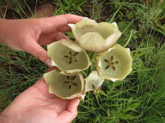 Pachycarpus campanulatus campanulatus