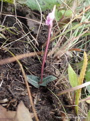 Disperis woodii