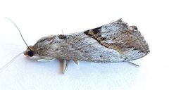 Evergestis obliqualis