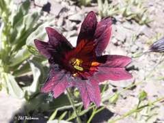 Salpiglossis sinuata