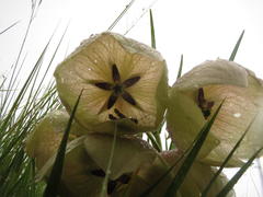 Pachycarpus campanulatus campanulatus