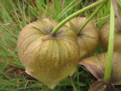 Pachycarpus campanulatus campanulatus