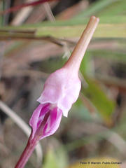 Disperis woodii