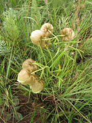 Pachycarpus campanulatus campanulatus