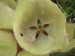 Pachycarpus campanulatus campanulatus