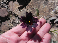 Salpiglossis sinuata