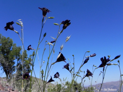 Salpiglossis sinuata