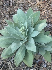 Verbascum thapsus