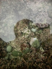 Lithophyllum incrustans