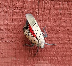 Lycorma delicatula