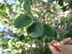 Dovyalis rotundifolia