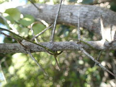 Dovyalis rotundifolia