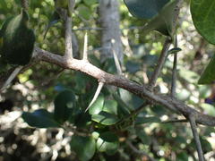 Dovyalis rotundifolia