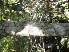 Dovyalis rotundifolia