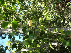 Dovyalis rotundifolia