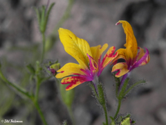 Schizanthus coccineus
