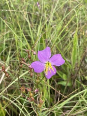 Rhexia cubensis