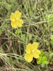 Ludwigia maritima