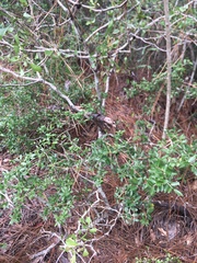 Ilex vomitoria image