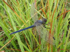 Trithemis dorsalis