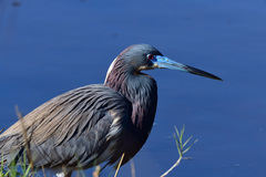 Egretta tricolor image