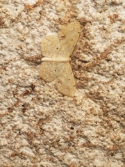 Scopula compensata