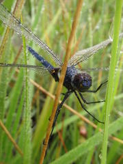 Trithemis dorsalis