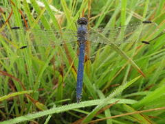Trithemis dorsalis