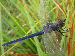Trithemis dorsalis