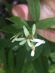 Doellingeria sericocarpoides