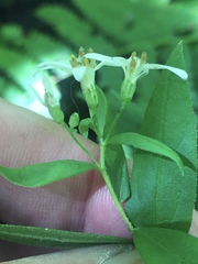 Doellingeria sericocarpoides