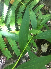 Doellingeria sericocarpoides