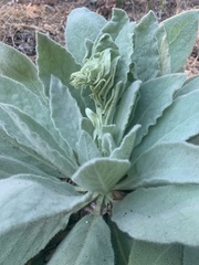 Verbascum thapsus