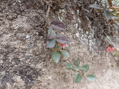 Gaultheria glomerata, photograph (c) Skjold Søndergaard, some rights reserved (CC BY)