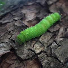 Actias truncatipennis
